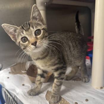 WV2370 Sunlight -  Domestic Short Hair Cat for Adoption in Port Washington, New York - WV2370 Sunlight | PetCurious