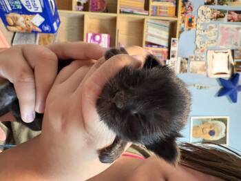 Domestic Short Hair Cats Available for Adoption in Dixon, California - Lysander | PetCurious