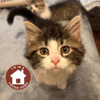 Scraggle -  Domestic Long Hair and Domestic Short Hair Cat for Adoption in Janesville, Wisconsin - Scraggle | PetCurious