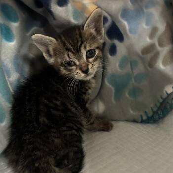 Annette -  Domestic Short Hair Cat for Adoption in Edinburg, Texas - Annette | PetCurious