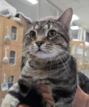 Catmaro -  Domestic Short Hair Cat for Adoption in Mokena, Illinois - Catmaro | PetCurious