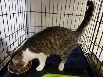 Rescue Tabby Cats for Adoption in Butte, Montana - Chapel | PetCurious