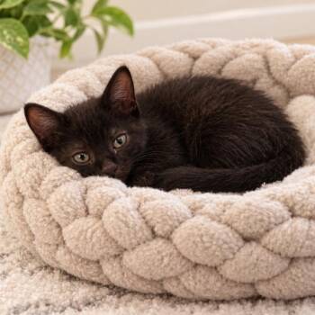 Shadow -  Domestic Medium Hair Cat for Adoption in Madisonville, Tennessee - Shadow | PetCurious