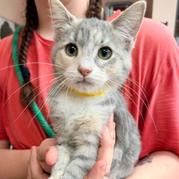 Rosalie -  Domestic Short Hair Cat for Adoption in Columbus, Georgia - Rosalie | PetCurious