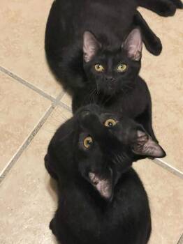 Dale & Dean -  Domestic Short Hair Cat for Adoption in Lacon, Illinois - Dale & Dean | PetCurious