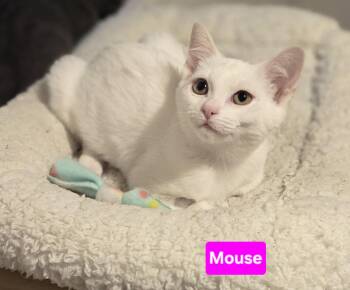 Mouse (siblings are Scamper, Nibbles & Squeak) -  Domestic Short Hair Cat for Adoption in Brighton, Michigan - Mouse (siblings Are Scamper, Nibbles & Squeak) | PetCurious