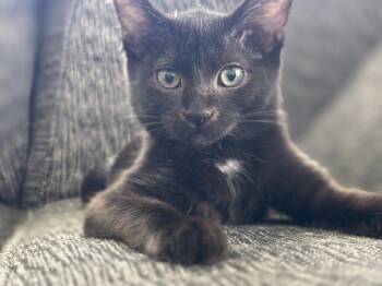 Rescue Domestic Short Hair Cats for Adoption in Memphis, Tennessee - Edgar | PetCurious