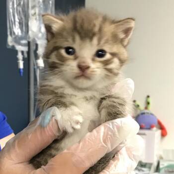 Jade -  Domestic Short Hair Cat for Adoption in Newark, New Jersey - Jade | PetCurious