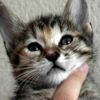 Phoebe -  Domestic Short Hair Cat for Adoption in Las Vegas, Nevada - Phoebe | PetCurious