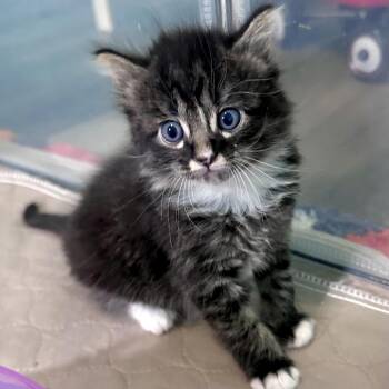 Domestic Short Hair Cats Available for Adoption in Madison, Wisconsin - Cary Grant | PetCurious