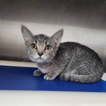 Airdrop -  Domestic Short Hair Cat for Adoption in Fort Wayne, Indiana - Airdrop | PetCurious