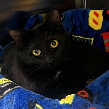 Barn Cat 3 -  Domestic Short Hair Cat for Adoption in Norman, Oklahoma - Barn Cat 3 | PetCurious
