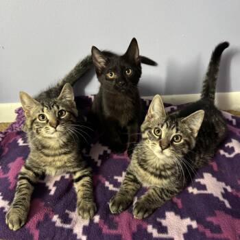 Bewitched Trio -  Domestic Short Hair Cat for Adoption in Syracuse, New York - Bewitched Trio | PetCurious
