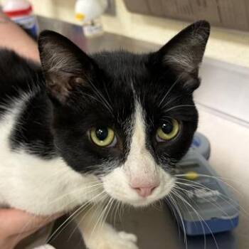 Summit -  Domestic Medium Hair Cat for Adoption in Asheville, North Carolina - Summit | PetCurious