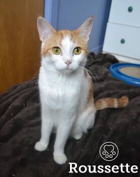Rescue Domestic Short Hair Cats for Adoption in Montreal, Quebec - Roussette | PetCurious