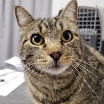 Domestic Short Hair Cats Available for Adoption - Akin | PetCurious