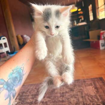 Millies On Millies 26 -  Domestic Short Hair Cat for Adoption in Austin, Texas - Millies On Millies 26 | PetCurious