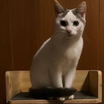 Rescue Domestic Short Hair Cats for Adoption in Andover, Minnesota - Pria | PetCurious