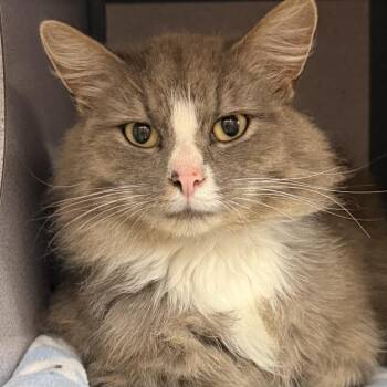 Domestic Medium Hair Cats Available for Adoption in Evansville, Indiana - Sultan | PetCurious