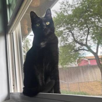 Domestic Short Hair Cats Available for Adoption in Morrison, Colorado - Betty Brogan FeLV+ | PetCurious