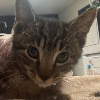 Tony the Tiger -  Domestic Short Hair Cat for Adoption in Newark, New Jersey - Tony The Tiger | PetCurious