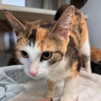 Domestic Short Hair Cats Available for Adoption in Lynchburg, Virginia - Katherine | PetCurious