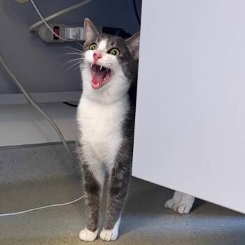 Rosewood -  Domestic Short Hair Cat for Adoption in Nashville, Tennessee - Rosewood | PetCurious