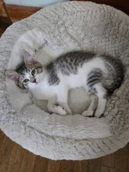 KITTEN PIXIE LOVE -  Tabby Cat for Adoption in Franklin, Tennessee - KITTEN PIXIE LOVE | PetCurious