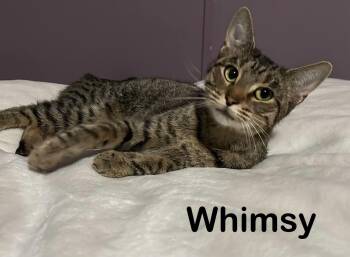 Whimsy -  Tabby Cat for Adoption in Wyandotte, Michigan - Whimsy | PetCurious