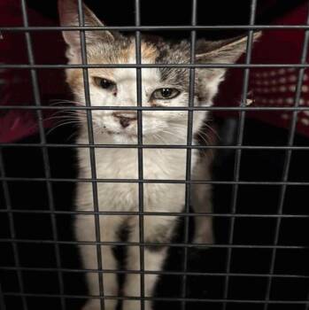 Claire -  Domestic Short Hair Cat for Adoption in Cincinnati, Ohio - Claire | PetCurious