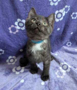 Rescue Domestic Short Hair Cats for Adoption in Tillsonburg, Ontario - AURA | PetCurious