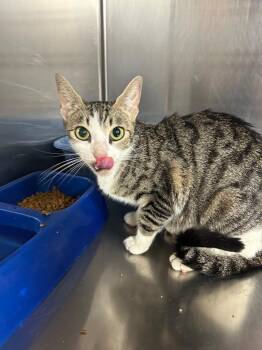 Holly -  Domestic Short Hair Cat for Adoption in Gautier, Mississippi - Holly | PetCurious