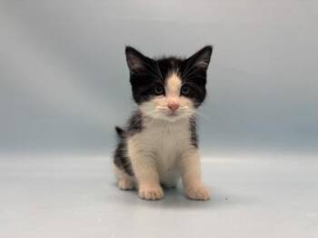 Flynn Rider -  Domestic Short Hair Cat for Adoption in Golden Valley, Minnesota - Flynn Rider | PetCurious