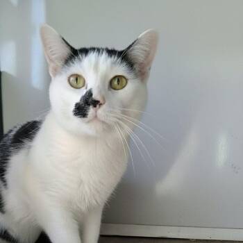 Domestic Short Hair Cats Available for Adoption - Joey  | PetCurious