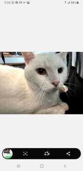 Turkish Angora Cats Available for Adoption - Reggiano | PetCurious