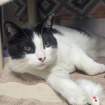 Rescue Domestic Short Hair Cats for Adoption in Fort Wayne, Indiana - Bull | PetCurious