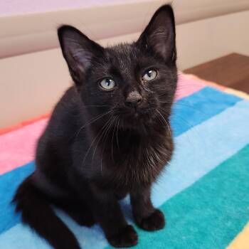 Eddie -  Domestic Short Hair Cat for Adoption in Marshfield, Wisconsin - Eddie | PetCurious