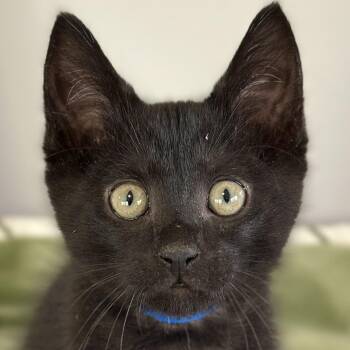 Arthur -  Domestic Short Hair Cat Available for Adoption in Victor, New York - Arthur | PetCurious