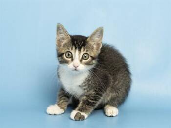 LUCKY -  Domestic Short Hair Cat for Adoption in Phoenix, Arizona - LUCKY | PetCurious