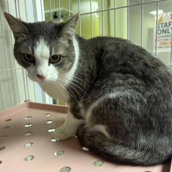 Domestic Short Hair Cats Available for Adoption - Juliet | PetCurious