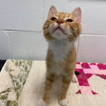 Domestic Short Hair Cats Available for Adoption in Dayton, Ohio - Cosmo | PetCurious
