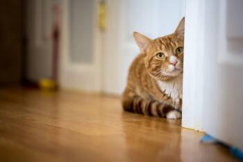 Domestic Short Hair Cats Available for Adoption - Luffy  | PetCurious