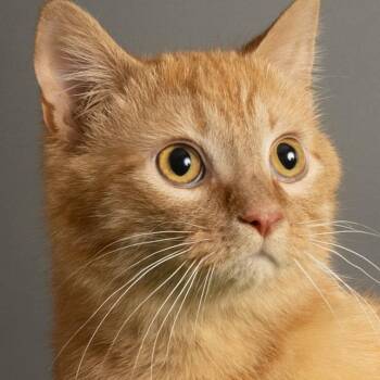 Colby -  Domestic Short Hair Cat for Adoption in Tipton, Indiana - Colby | PetCurious