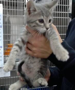 DARWIN -  Domestic Short Hair Cat Available for Adoption in Salinas, California - DARWIN | PetCurious
