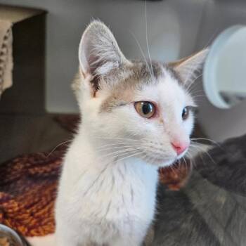 Domestic Short Hair Cats Available for Adoption in Des Moines, Iowa - Alluka | PetCurious
