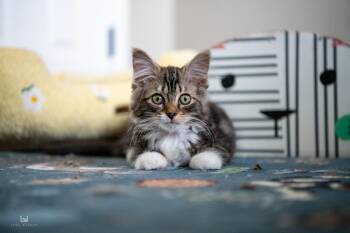 Fiorella (Fifi) -  Domestic Long Hair and Tabby Cat for Adoption in Harpers Ferry, West Virginia - Fiorella (Fifi) | PetCurious