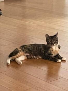 A880966 -  Domestic Short Hair Cat for Adoption in Camarillo, California - A880966 | PetCurious