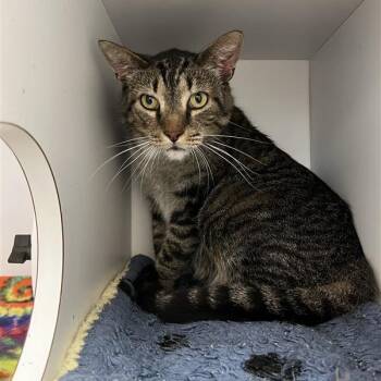 Missile -  Domestic Short Hair Cat for Adoption in Kanab, Utah - Missile | PetCurious