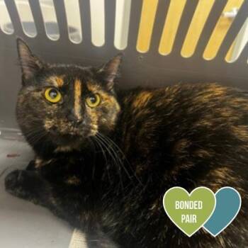 Onyx Moon -  Domestic Short Hair and Siamese Cat for Adoption in Sacramento, California - Onyx Moon | PetCurious