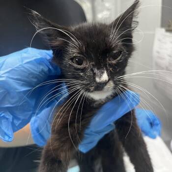 Todd -  Domestic Short Hair Cat for Adoption in Summerville, South Carolina - Todd | PetCurious